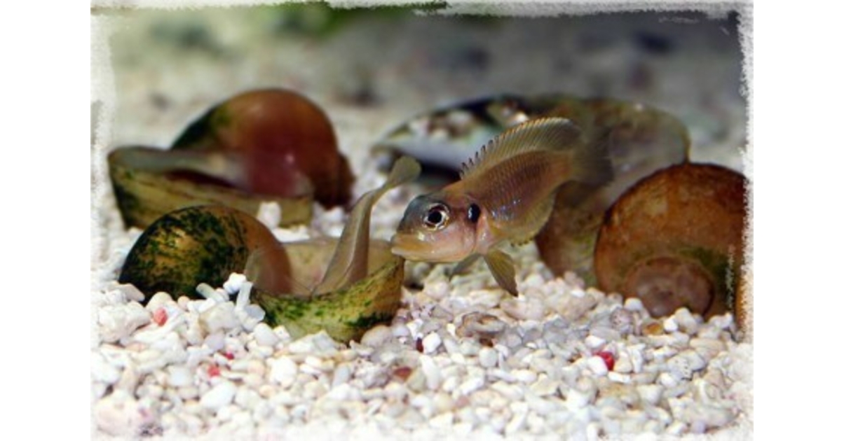 Comment éviter l’invasion d’escargots dans votre aquarium ? - Petits